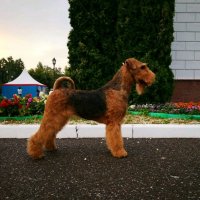 SHER ORMELLA - SHER ORMELLA International Champion, Junior Champion of Russia, Junior Champion of National Airedale Terrier Club, Champion of Russia, Latvia, Lithuania, National Airedale Terrier Club, RKF, 4*CACIB, BIG. Рожд. 21.01.2017 (о. Int. Ch. Flaire Matterhorn for Sher &amp; м. Int. Ch. Sher Scherbetka Jukki) Владелец: Аманова Мария (г. Москва)